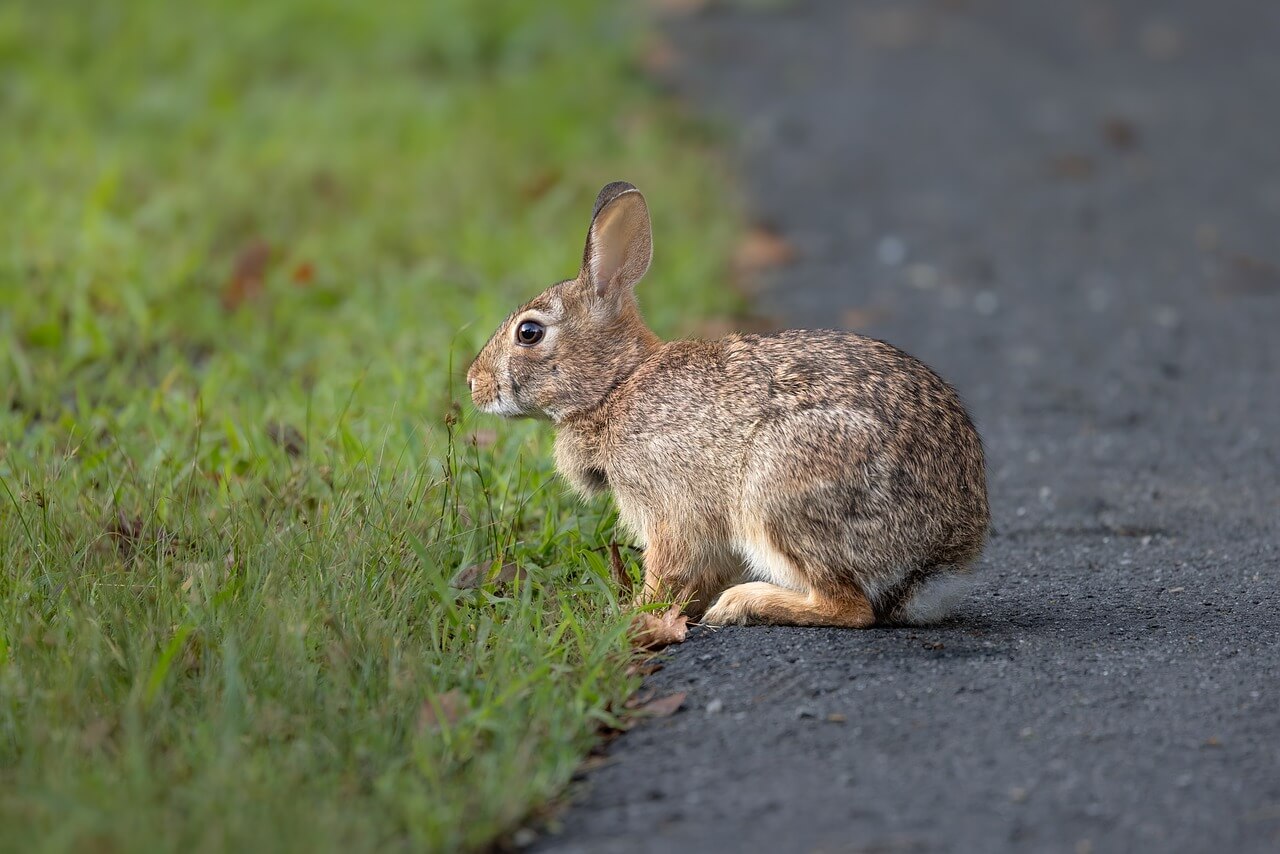 남아프리카공화국 도로 위 사자 우선 법