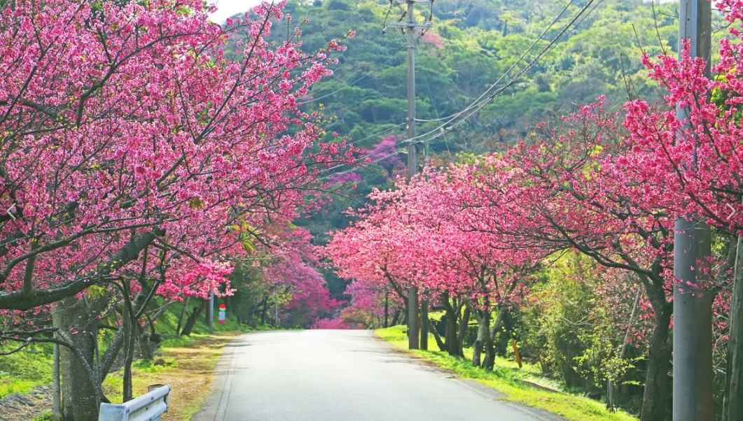 야에다케산 벚꽃