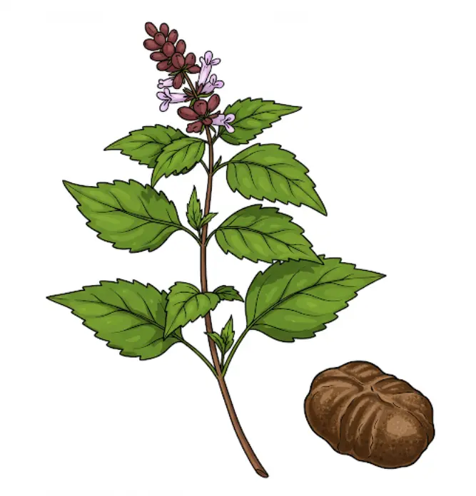 취나물 씨앗 파종시기-3