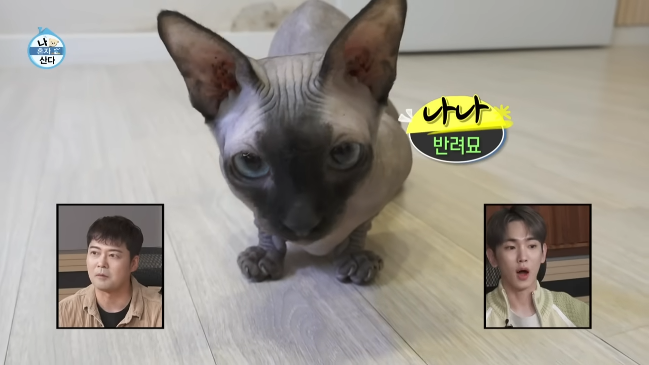 김대호 아나운서 반려묘 나나