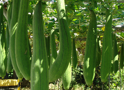 수세미