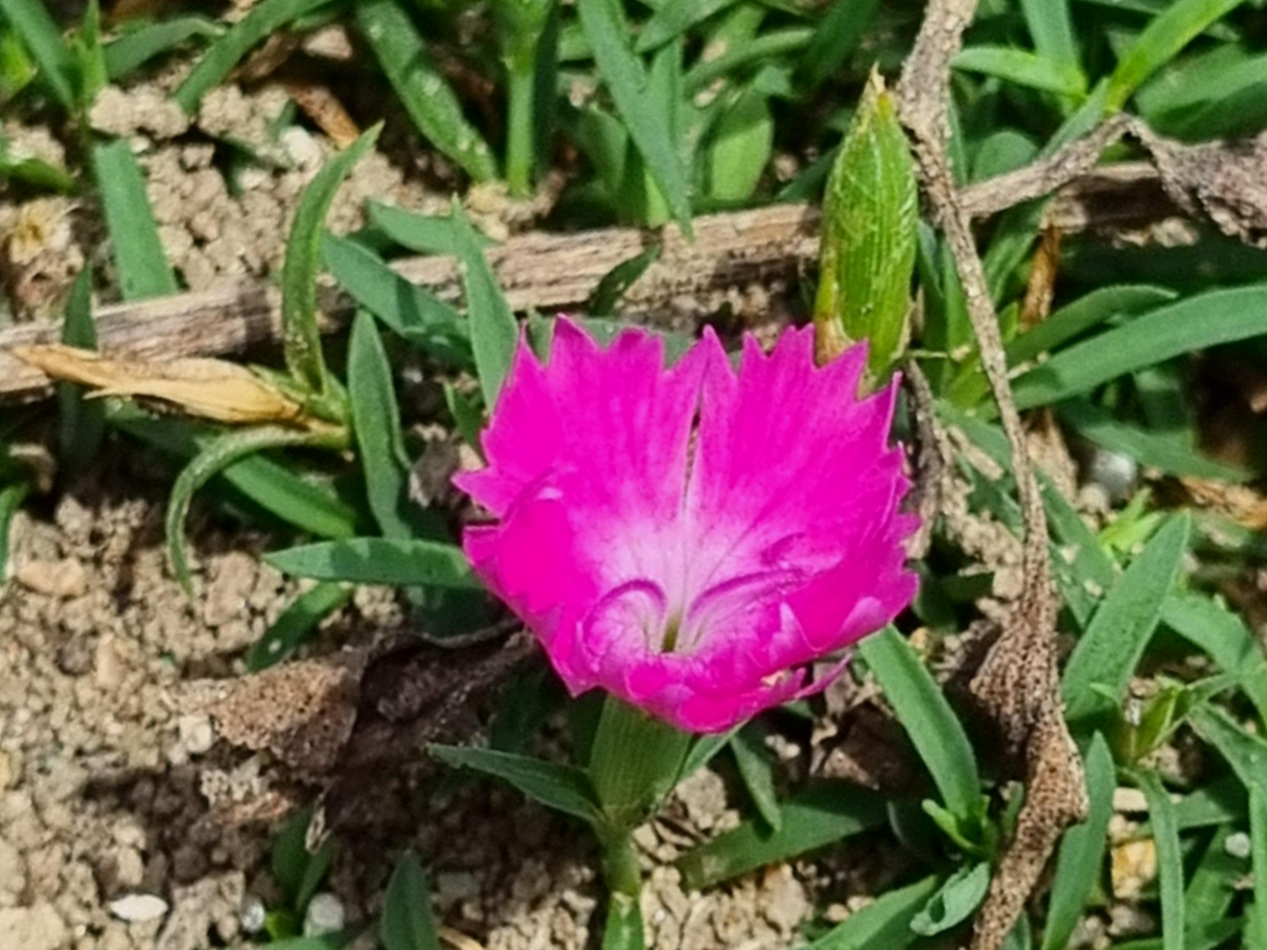 패랭이꽃을 다시 보게 된 계기|화단의 장식이 아니라 자리를 선택하는 꽃