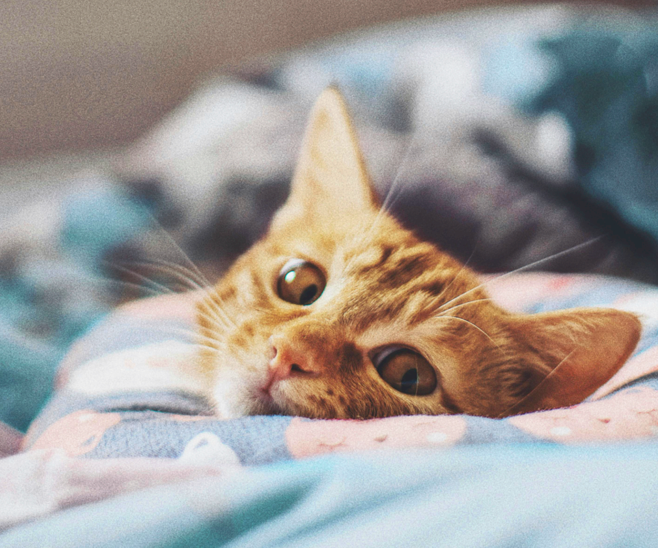 집 구조·가구 이동 후 반려동물이 불안해질 때 환경 재조정 방법