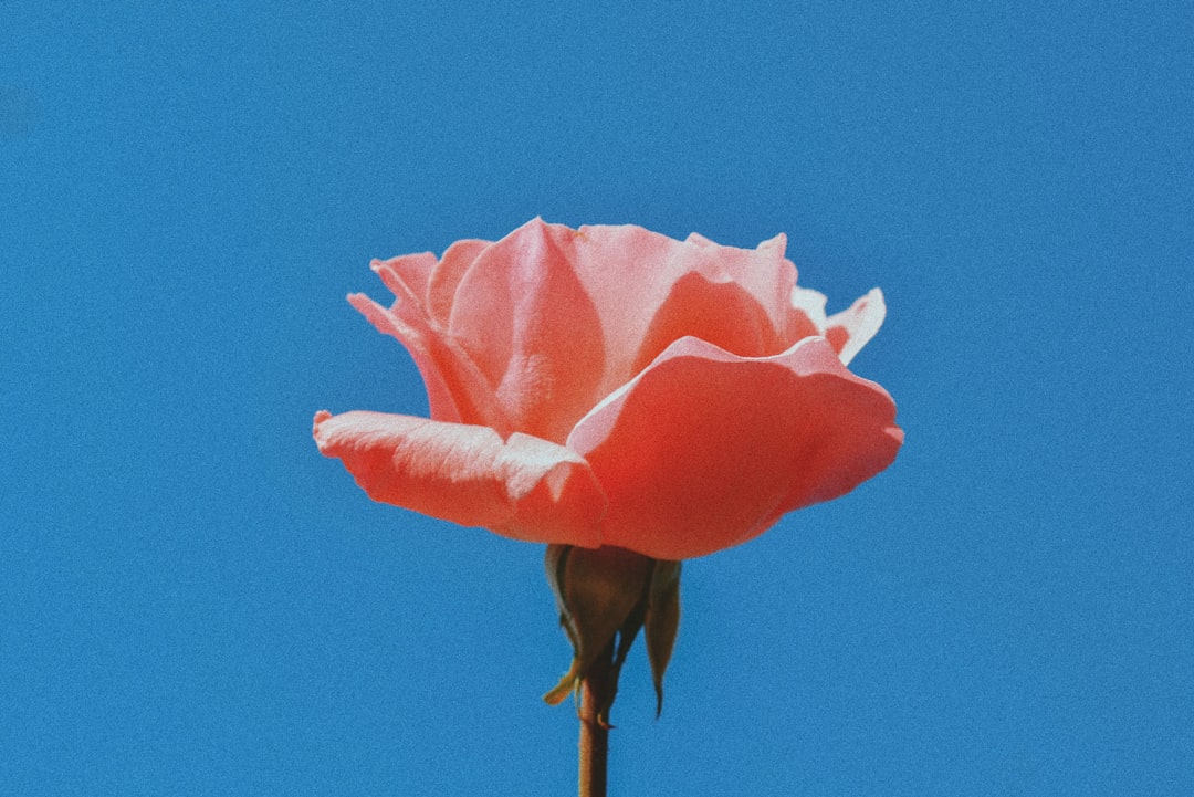 Aesthetic