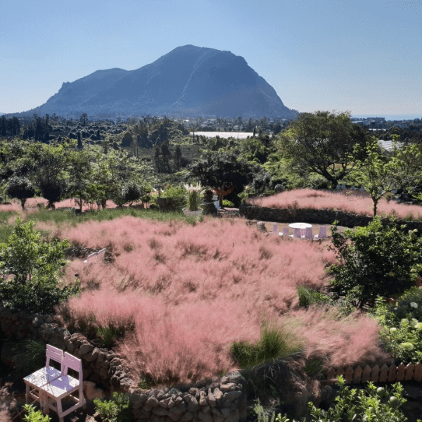 핑크뮬리 포토존 3