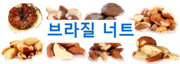 브라질 너트