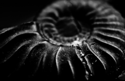 거대 지네 아르트로플레우라