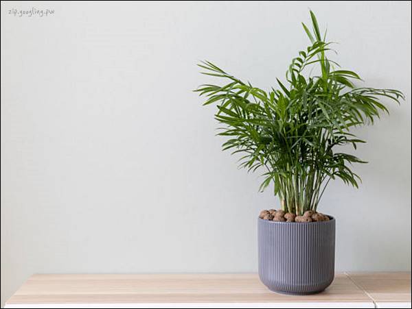 테이블-위에있는-테이블야자-화분