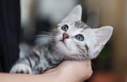 올려다보고 있는 새끼 고양이.