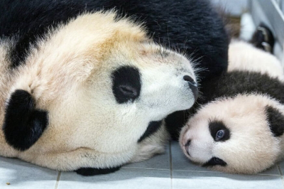 아기-푸바오-사진