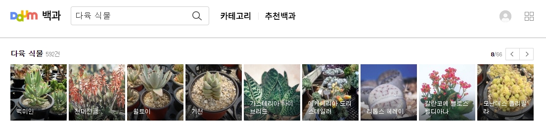 백미인과 천대전금 다육식물 사진과 이름