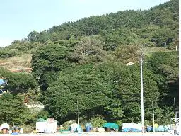 통영 추도 후박나무