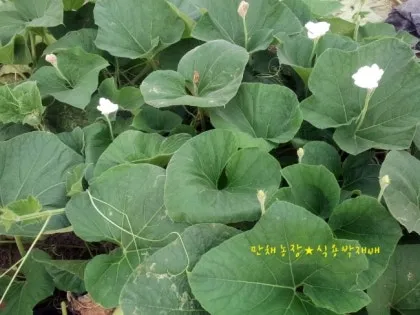 박 재배 직파 심기 순 따기 말림 보관_4