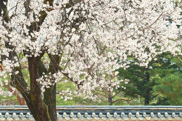 벚꽃개화시기 벚꽃명소 벚꽃축제일정