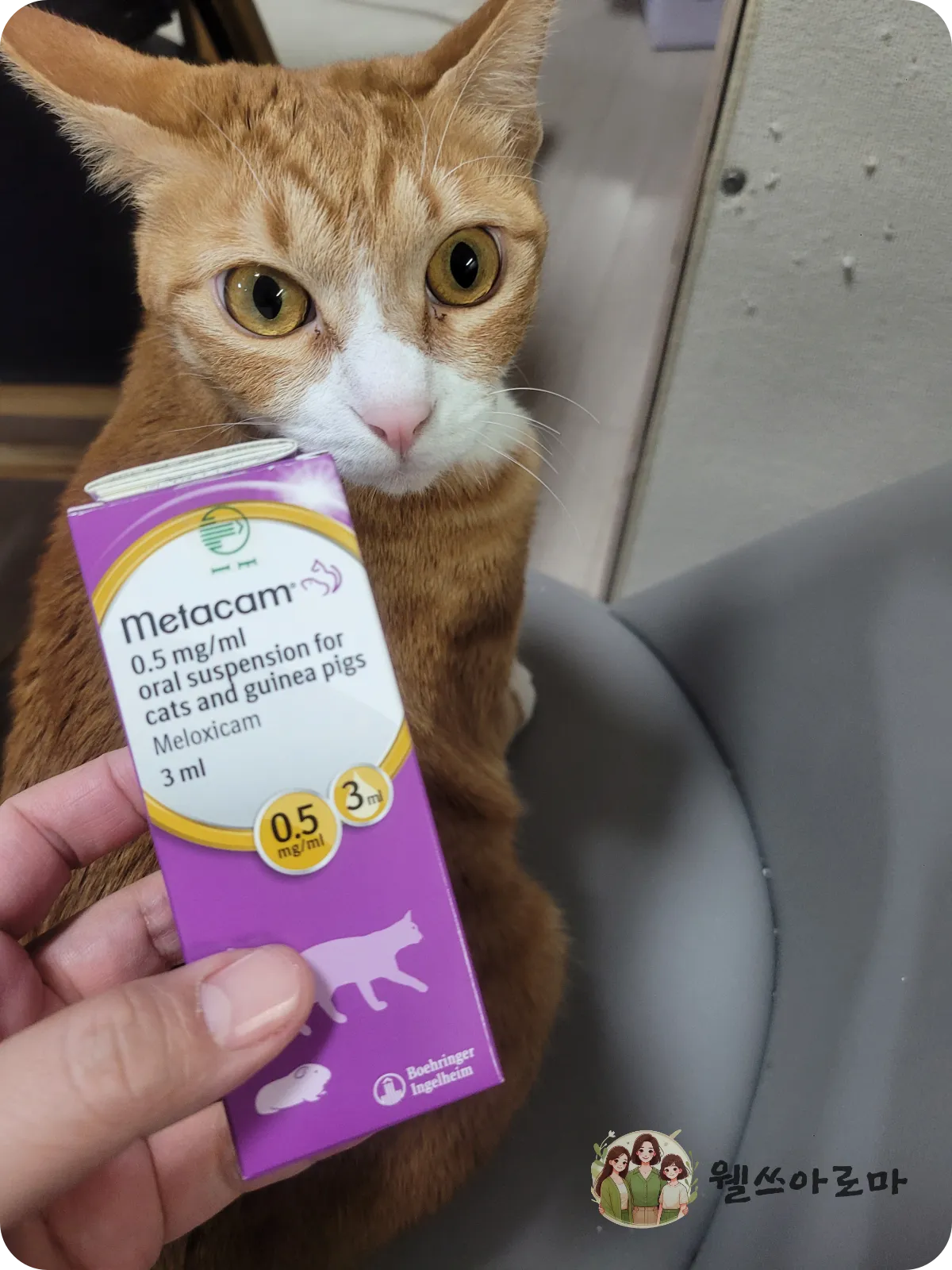 보리와멜록시캄-의자위-앉아있는-치즈고양이