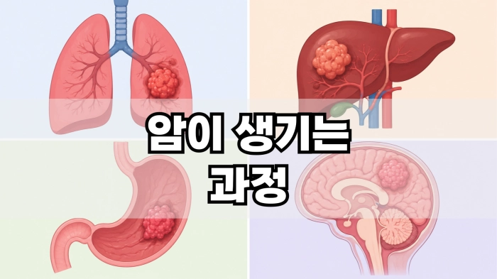 암이 생기는 과정