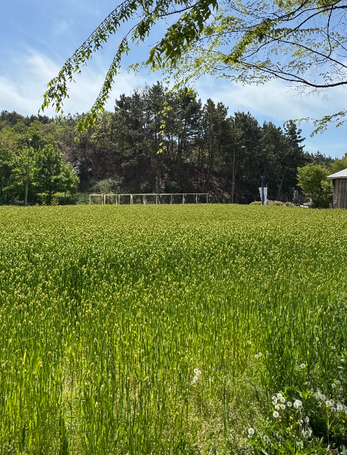 고창 상하농원 청보리밭 사진