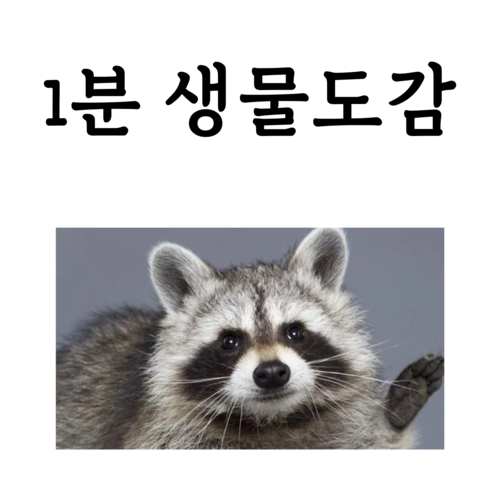 '동물들의 대통령' 카피바라, 대체 매력이 뭐길래? (성격, 온천, 밈, 국내 동물원 A to Z)