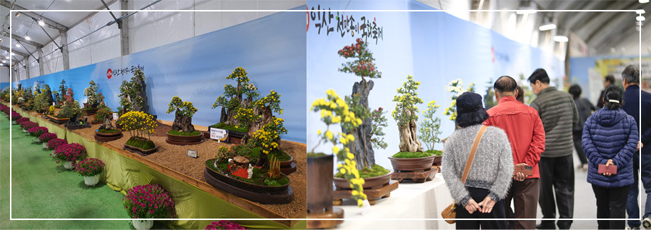 익산 천만송이 국화축제 실내 전시 이미지/ 출처: 공식홈페이지