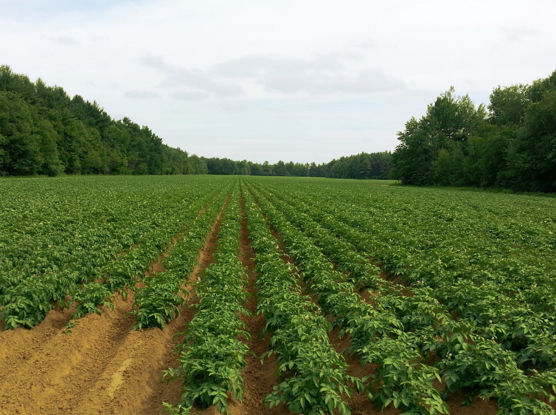 봄 감자 심는 시기와 재배법