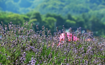 정읍 허브원 라벤더 축제