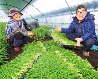 부추 재배 포기 나누기 덧비료 수확 반복_8