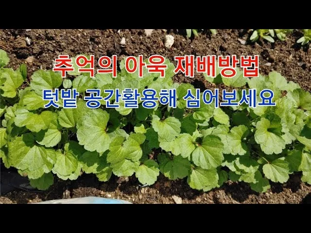 아욱 재배 텃밭 초보 직파 심기 병충해 적음_8