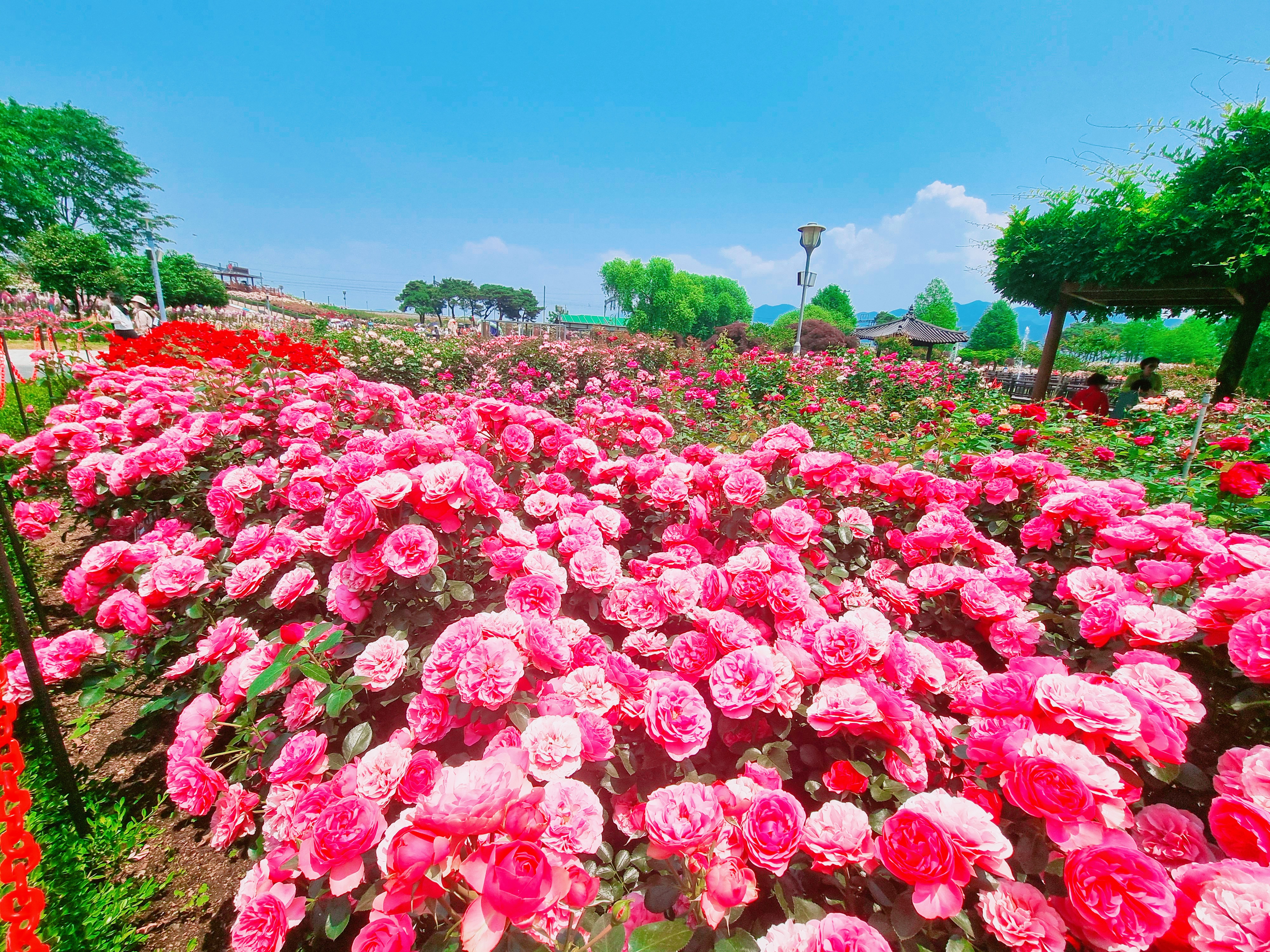 곡성 기차마을 장미공원 사진