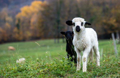 2025년 6월 양띠 생년별 운세