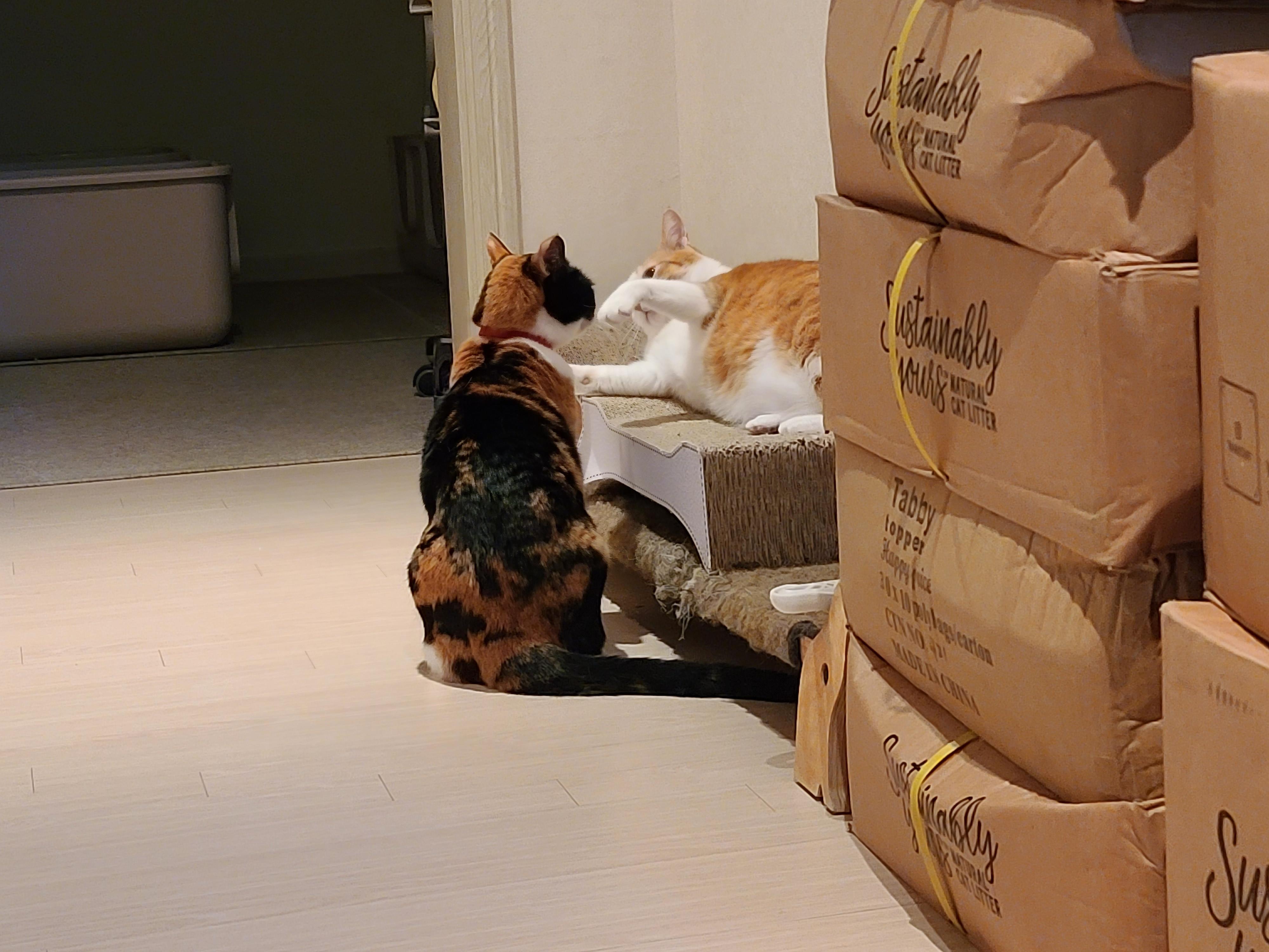 호야 다다 커플 투닥투닥