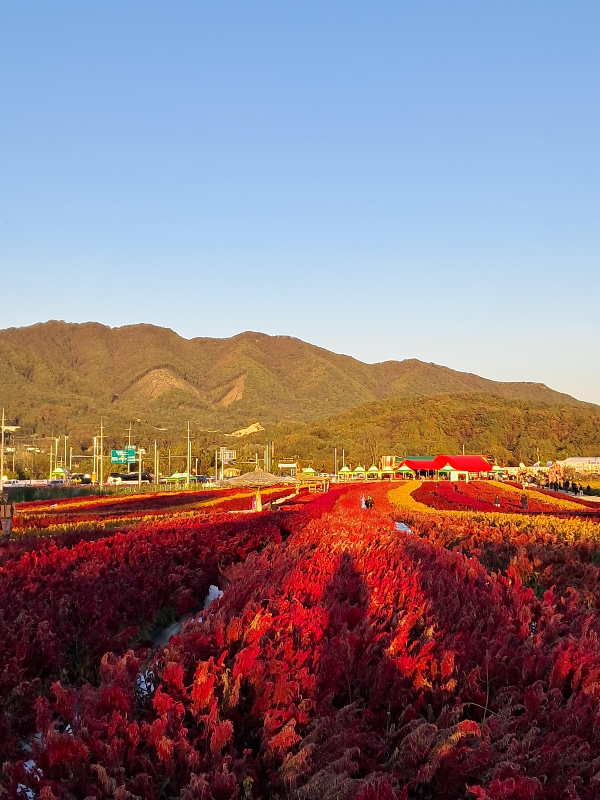 철원 고석정꽃밭 온천여행꿀팁