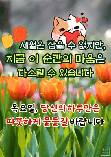 목요일 튤립꽃 배경 위에 인생의 덧없음을 담은 감성 글귀