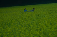 폭싹 속았수다 유채꽃밭 촬영지 가는법