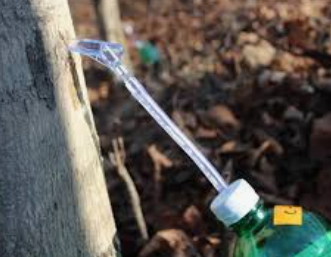 고로쇠 수액, 봄의 기적! 건강과 맛을 동시에 담다