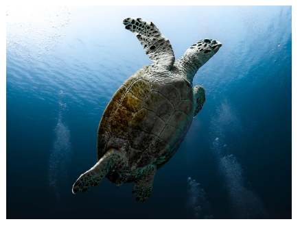 바다 생명의 주치의 &ndash; 국립수산과학원 수산질병연구사