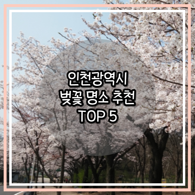 인천벚꽃명소추천 썸네일 사진