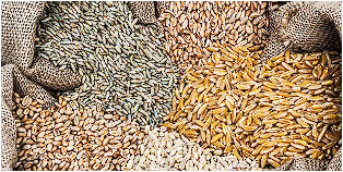 카무트 효소 내돈내산 후기