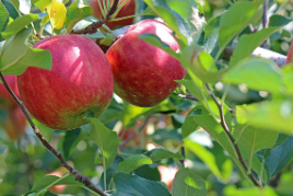 청송 사과 택배 주문 방법