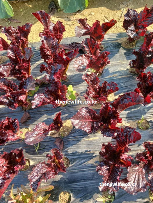 약물보다 안전하게 숙면을 돕는 건강한 천연 수면제로서의 상추