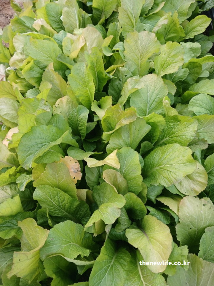 밭에서 자라는 신선한 갓잎의 모습 – 갓 효능이 풍부한 대표 겨자과 채소