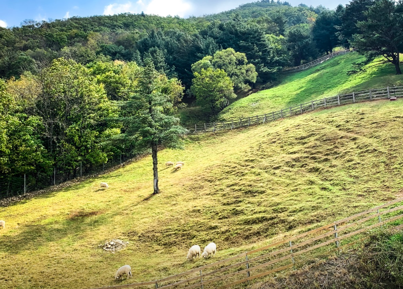 대관령 순수양떼목장