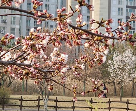 고양 벚꽃