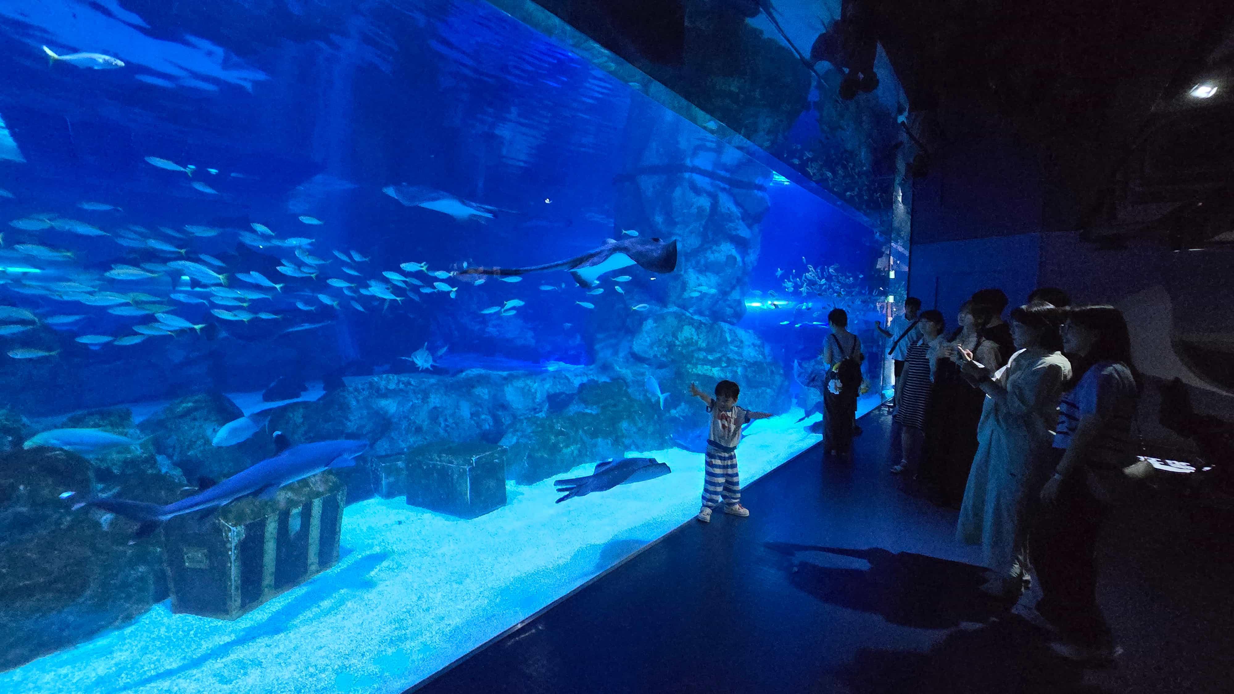 코엑스 아쿠아리움 통창으로 된 수족관 모습