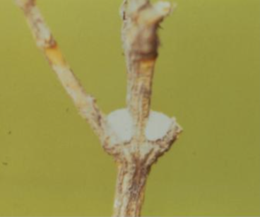 단풍주머니깍지벌레