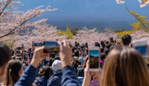 벚꽃 개화시기 및 명소 추천 2025