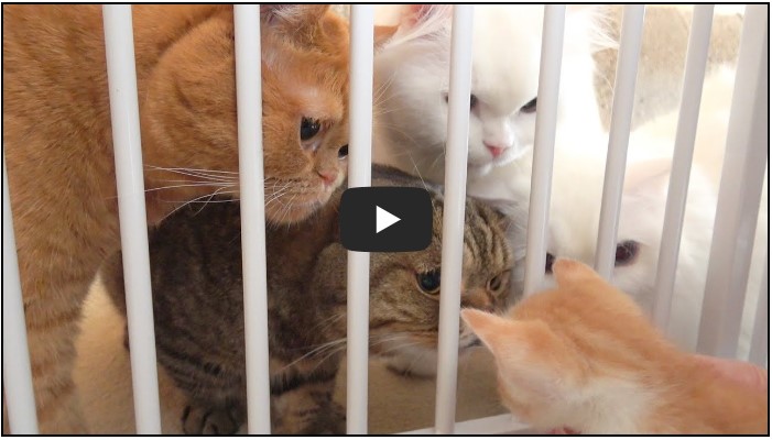 고양이 유튜버 순위 TOP 10 8