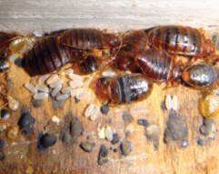 빈대 물린 증상과 치료