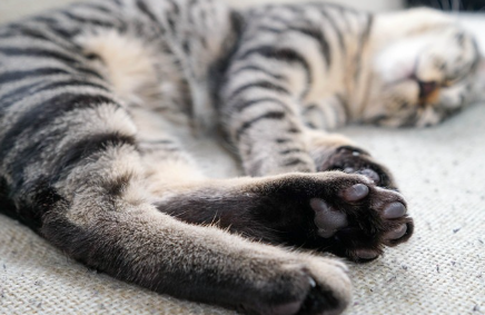 쓰러져 있는 고양이.