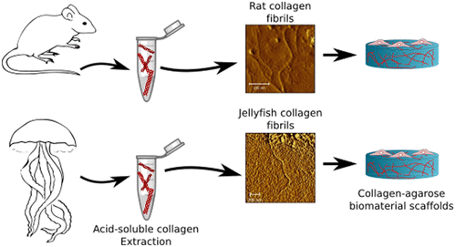 5억년&nbsp;된&nbsp;해파리&nbsp;콜라겐...'장기 대체' 획기적인&nbsp;바이오&nbsp;소재 부각 500-million-year-old jellyfish collagen could be key to lab grown organs