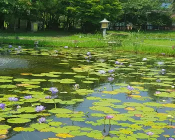 세미원 연꽃축제, 연꽃문화제_20